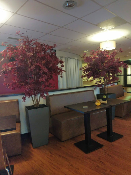 Acer Maple deluxe 165cm burgundy