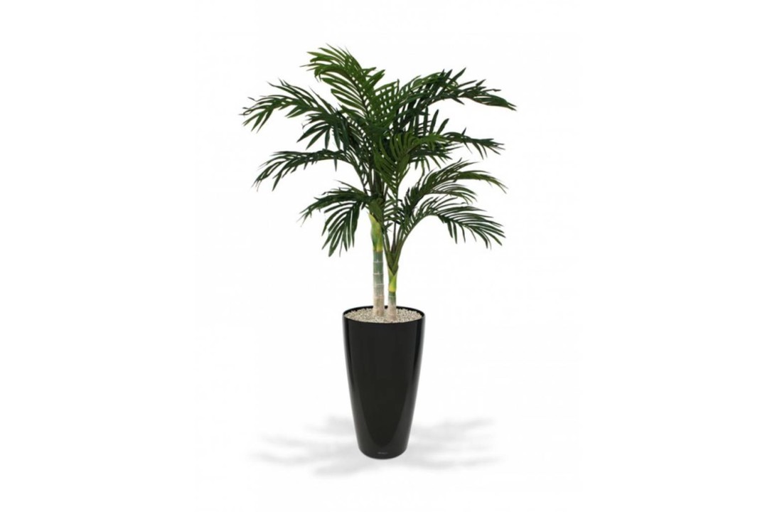 Golden Cane Areca Palm 120 cm