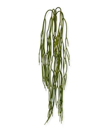 Rhipsalis Pilocarpa "Koraalcactushanger"65 cm
