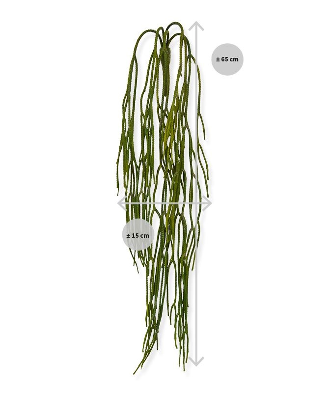 Rhipsalis Pilocarpa "Koraalcactushanger"65 cm