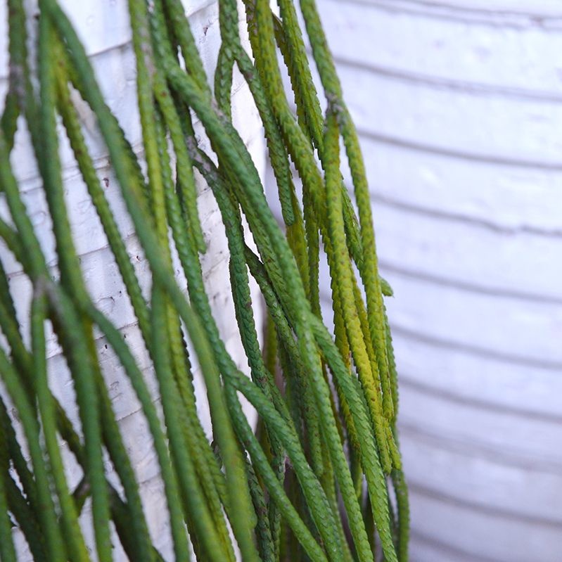 Rhipsalis Pilocarpa "Koraalcactushanger"65 cm