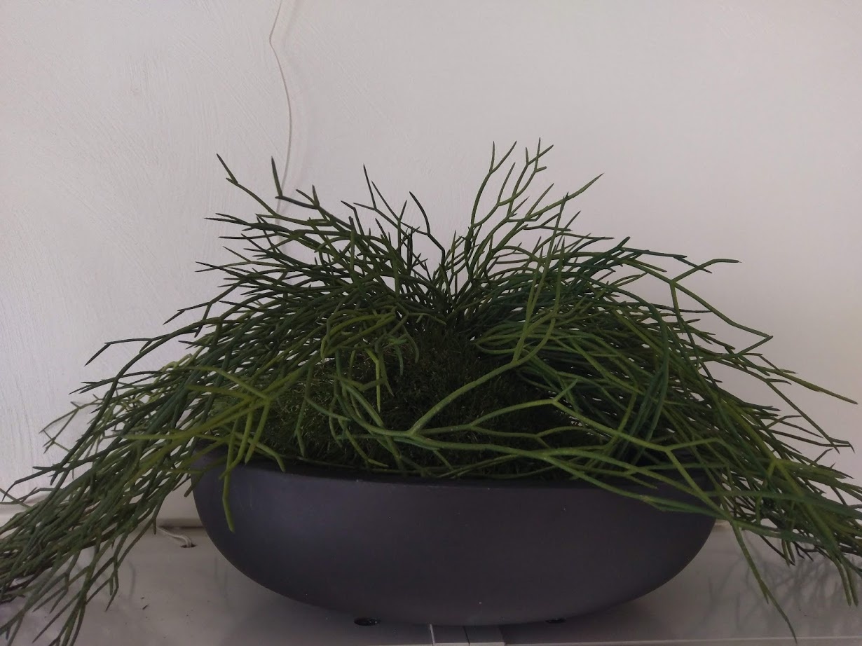 Rhipsalis Pilocarpa "Koraalcactushanger"65 cm