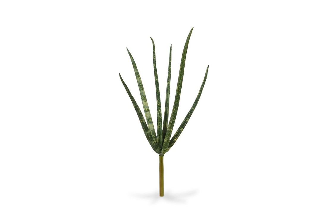Mini Sanseveria Cylindrica 20 cm