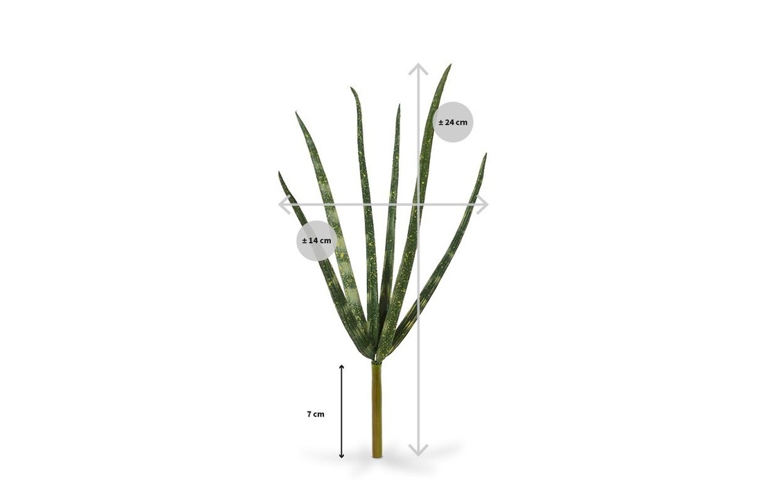 Mini Sanseveria Cylindrica 20 cm