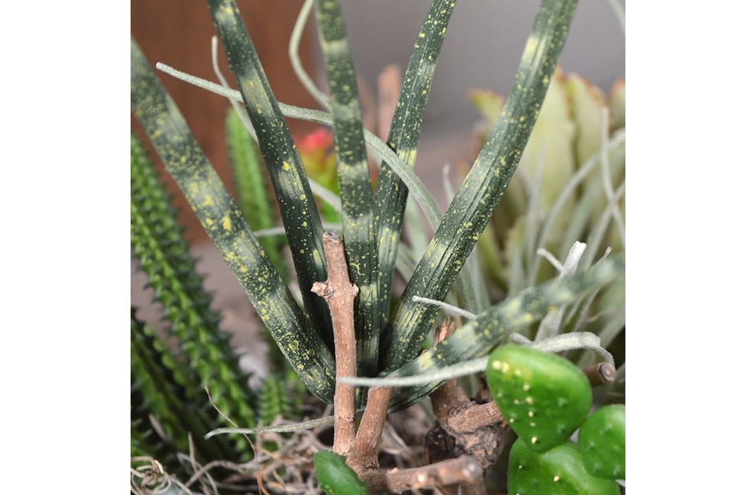 Mini Sanseveria Cylindrica 20 cm