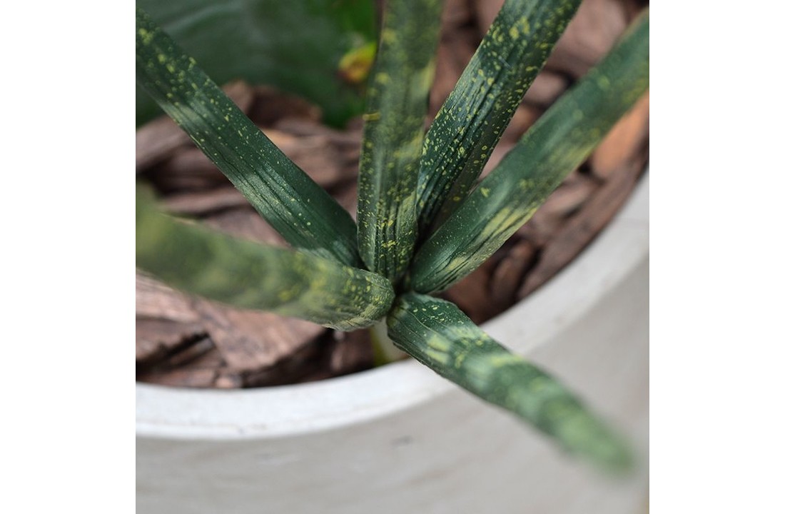 Mini Sanseveria Cylindrica 20 cm