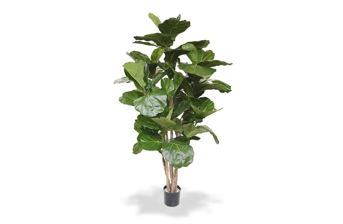 Lyrata de Luxe 170 cm of Tabaksplant