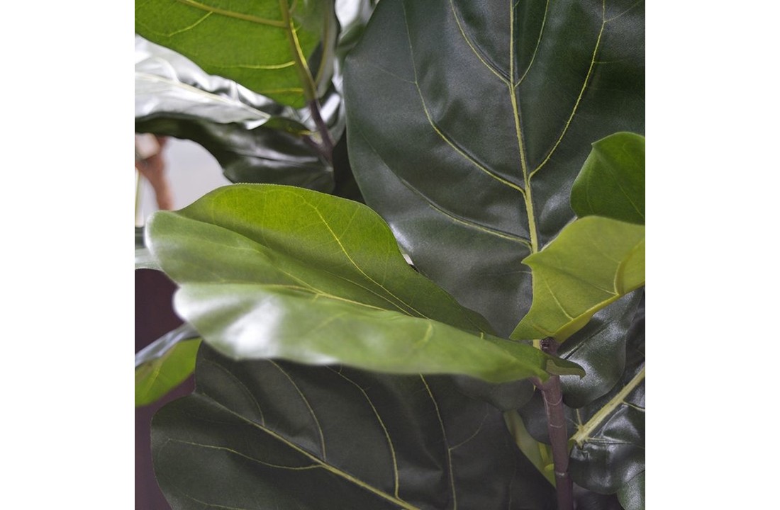 Lyrata de Luxe 170 cm of Tabaksplant