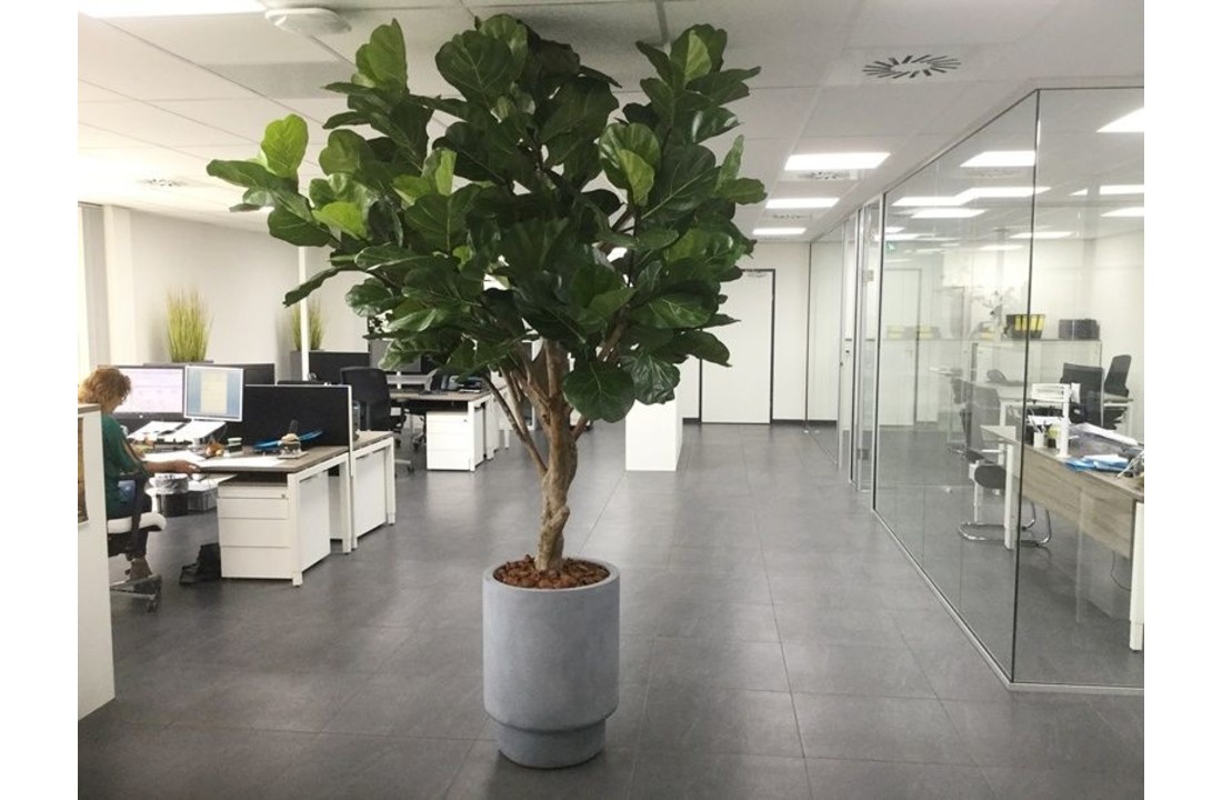 Lyrata Giant de Luxe 260 cm