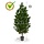 Pinus de luxe 130 cm UV XL