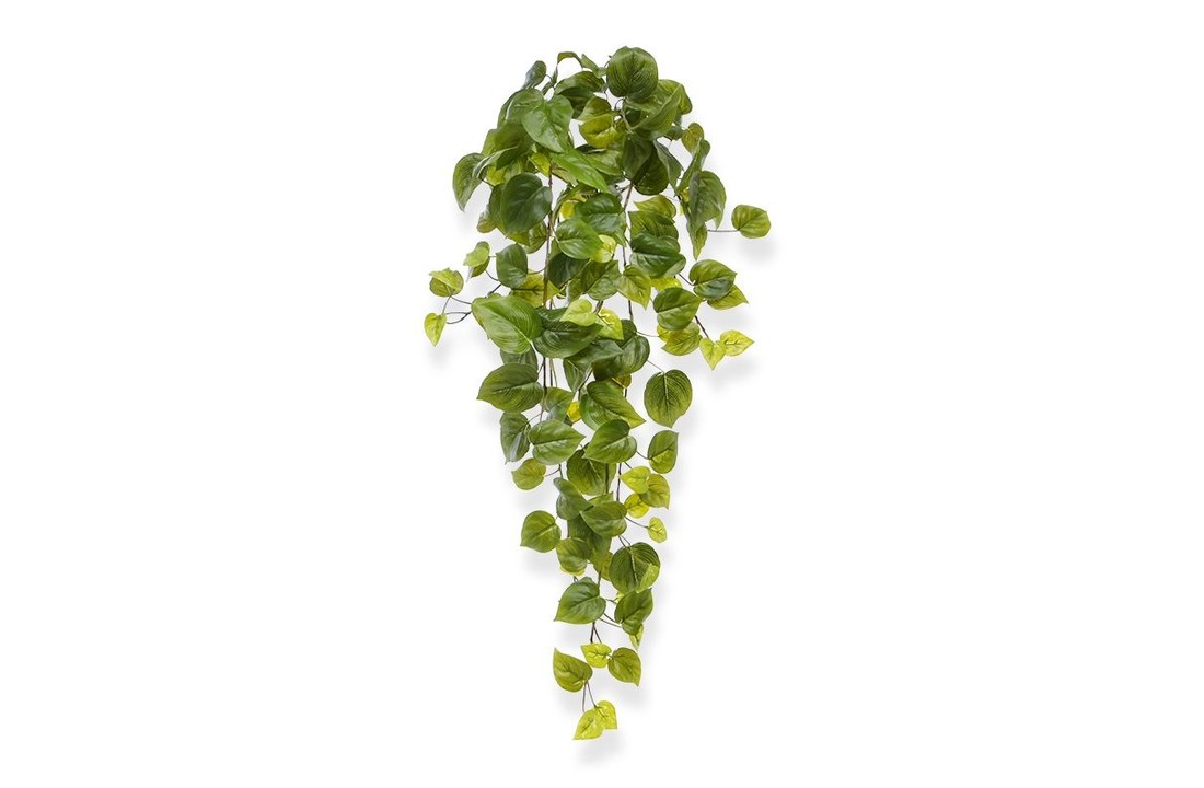 Philodendron hangplant 65 cm
