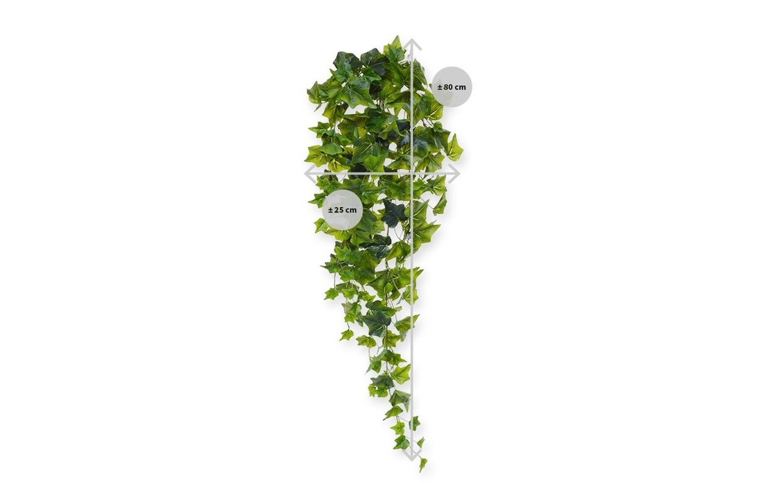 Philodendron hangplant 65 cm