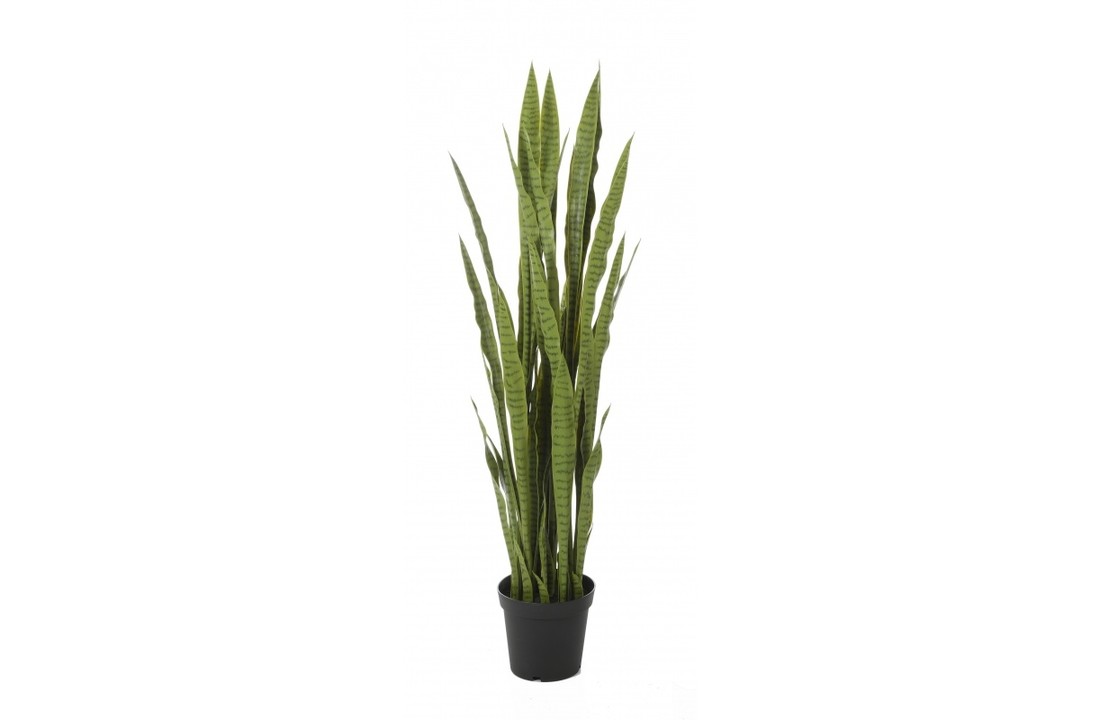 Sanseveria Groen 120 cm