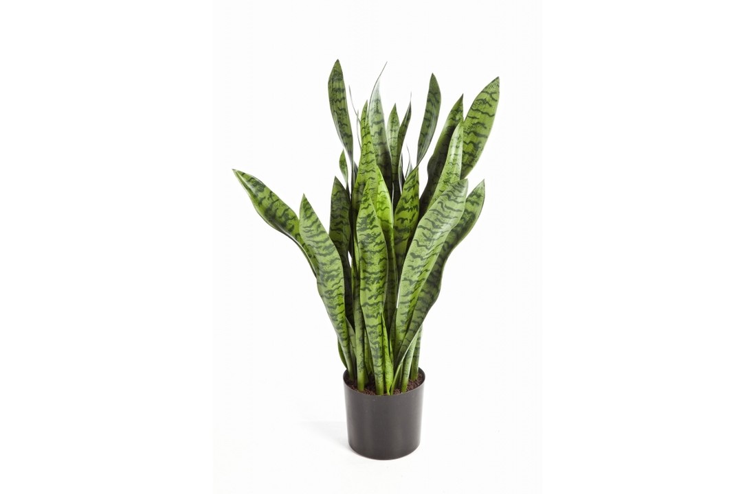 Sanseveria Groen 80 cm