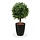 Buxus Bol Deluxe 25 cm