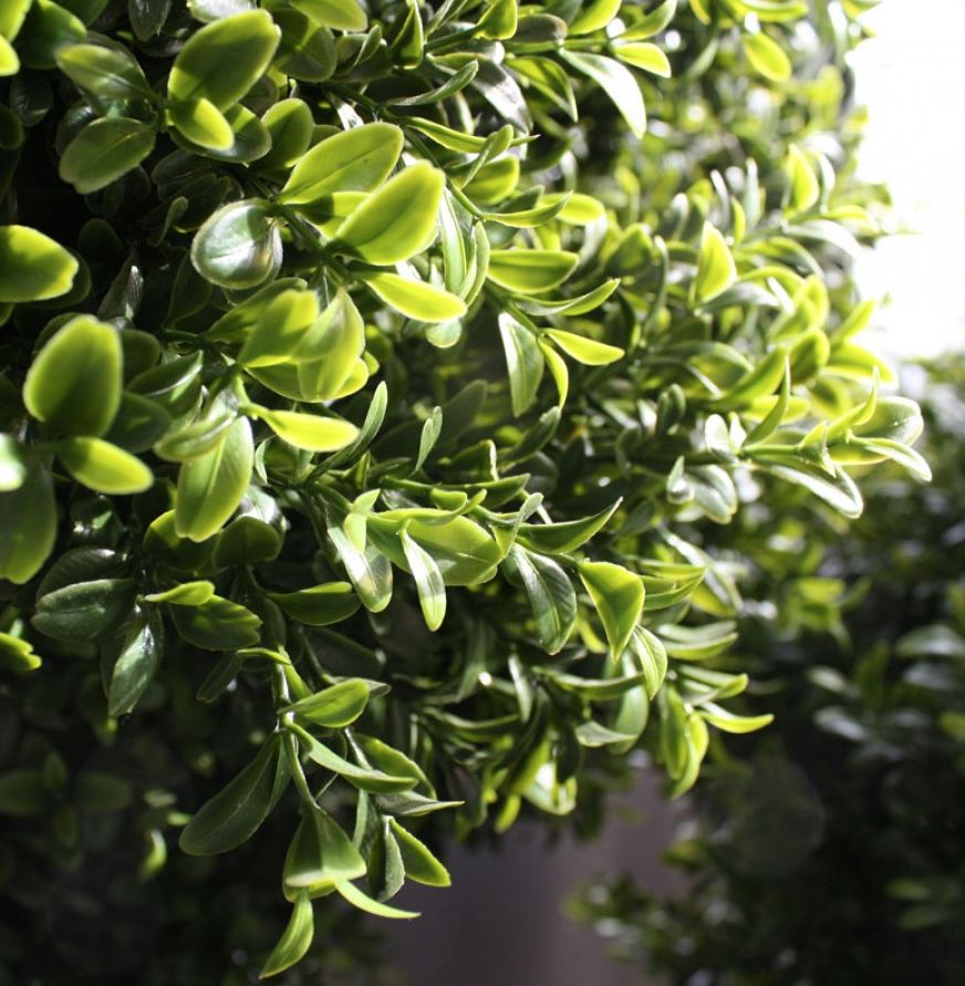 Buxus Bol Deluxe 25 cm