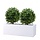 Buxus Bol Deluxe 25 cm UV