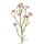 Waxflower 65 cm roze