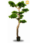 Pinus Bonsai XL 200 cm UV