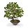 Ficus Wiandi kunst Bonsai 45 cm in schaal