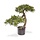 Podocarpus kunst Bonsai 55 cm