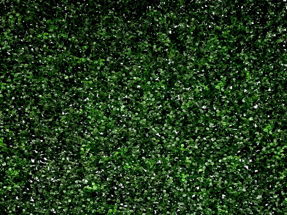 Buxus Sempervirens grof donker 50x50cm