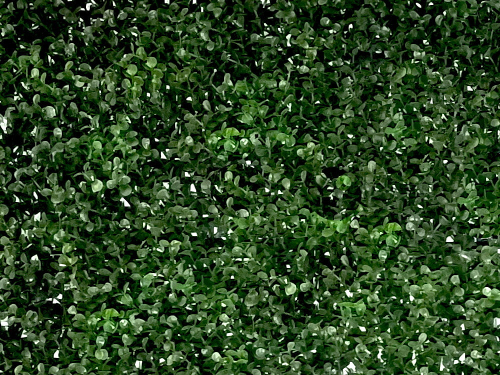 Buxus Sempervirens grof donker 50x50cm