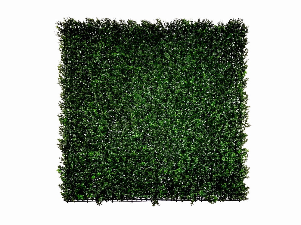 Buxus Sempervirens grof donker 50x50cm