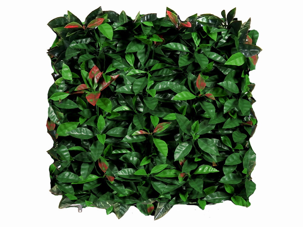 Photinia Red Robin Brandvertragend klasse C 50 x 50 cm