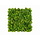Vegetatie Schefflera plantenwand 100 x 100 cm - Copy