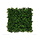 Asplenium Viride dark green 50 x 50 cm