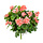 Geranium Cascade Bush Peach 35 cm