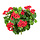Geranium Cascade Bush Red 35 cm