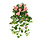 Hanggeranium Geranium Cascade Hanging Bush Peach 72 cm