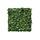 Vegetatie schefflera wildbush plantenwand 100 x 100 cm