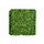 Buxus Sempervirens grof geel color 50 x 50 cm