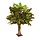 Croton 65 cm op voet