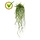 Callisia kunsthangplant 70 cm UV
