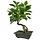Ficus kunst Bonsai in schaal 50 cm