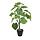 Ficus Umbellata kunstplant 60 cm