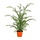 Taxus kunstplant 60 cm