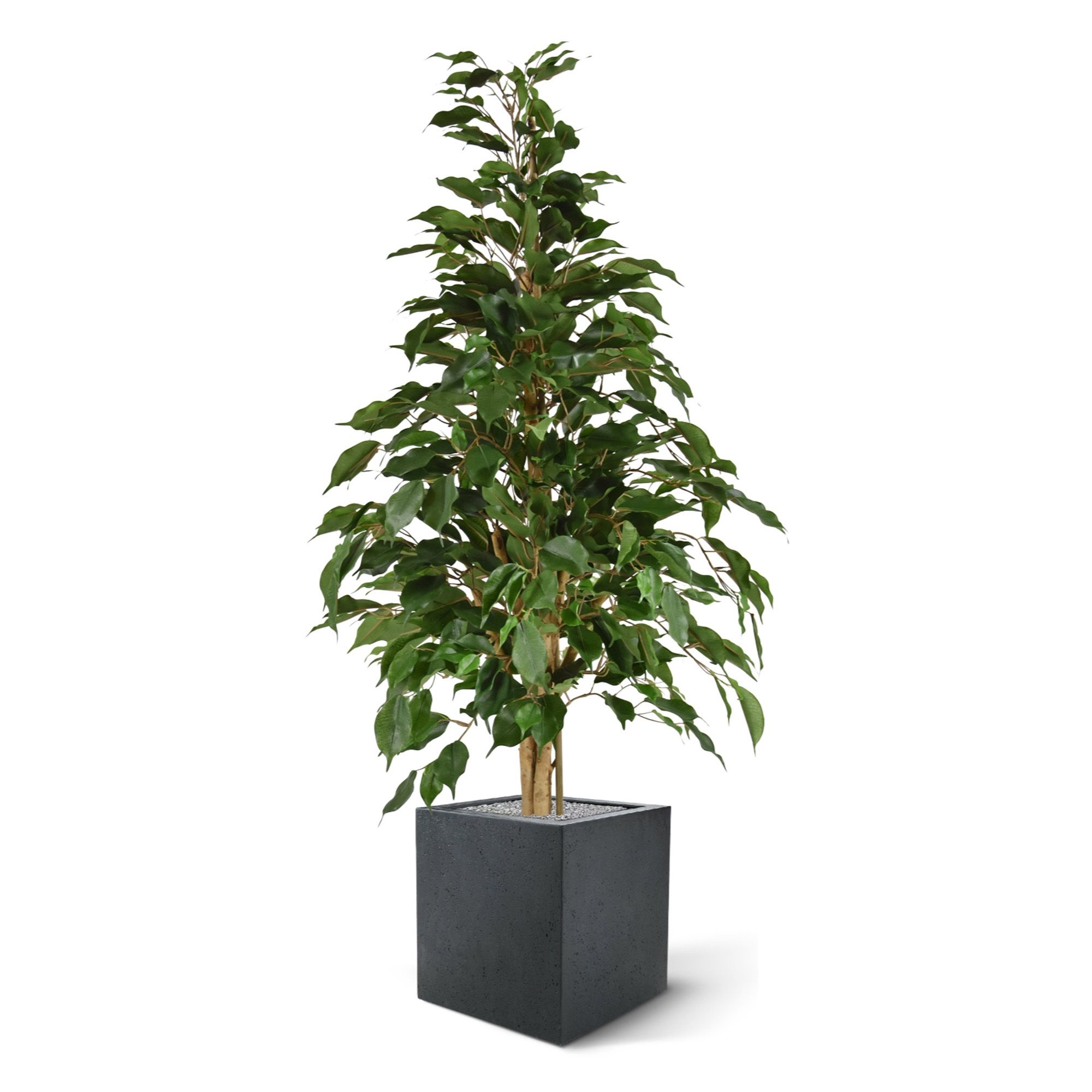 Ficus Exotica Kunstplant Cm Groen Kunstplanten Nl