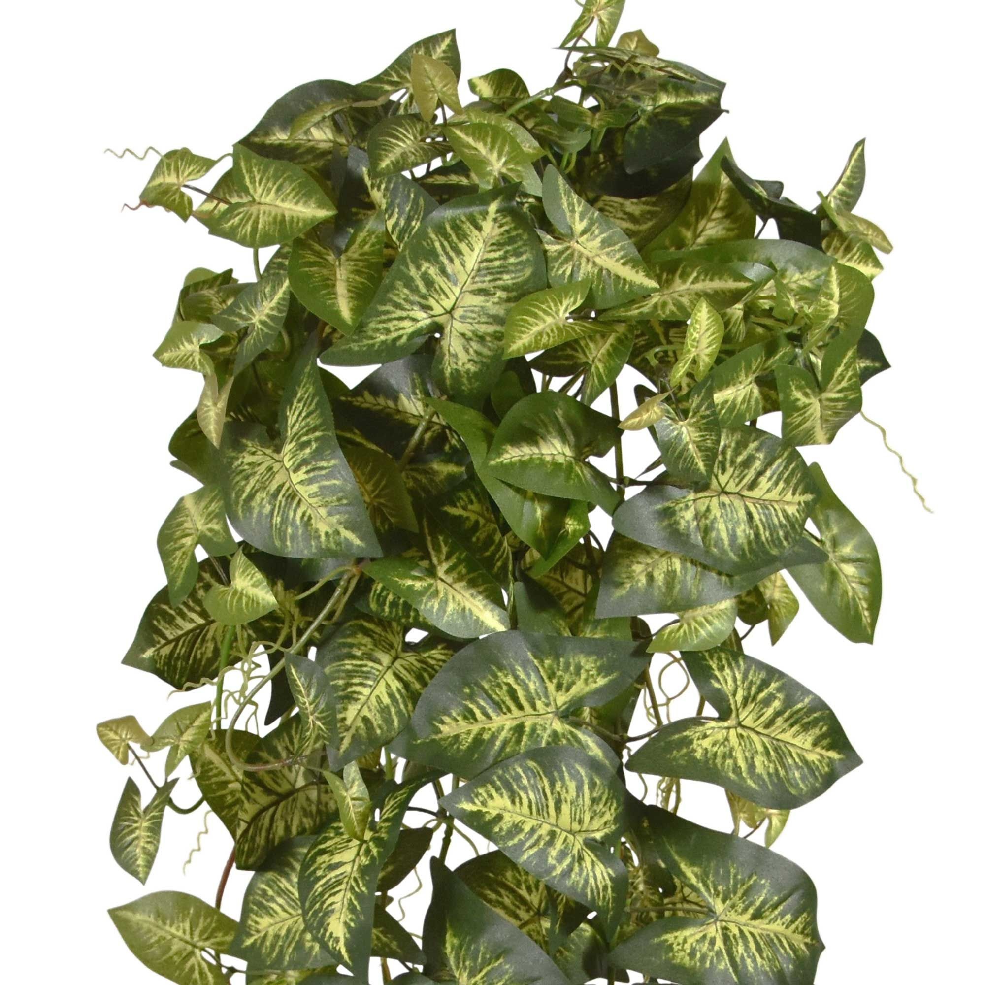 Syngonium hanger 90cm bont