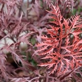Ming Aralia Tak 50 cm burgundy UV