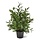 Robinia Acacia kunstplant 40 cm