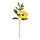 Hibiscus tak 65cm zalm geel