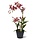 Spider kunst Orchidee burgundy 50 cm