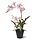 Spider kunst Orchidee rose 50 cm