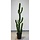 Mexicaanse Finger Cactus 136cm