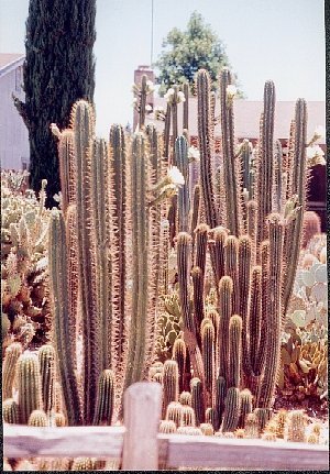 Kolom cactus 206 cm